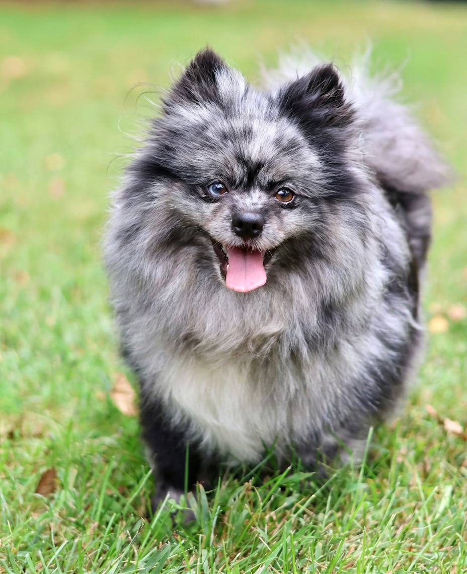 Pomeranian