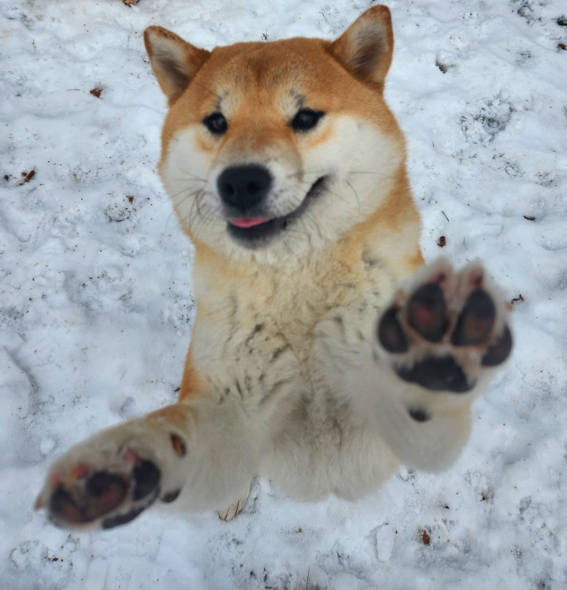 Shiba Inu