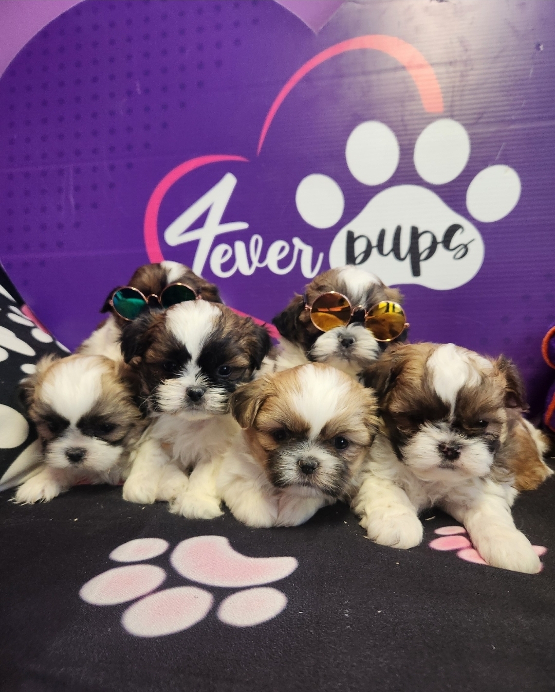 Shih Tzu